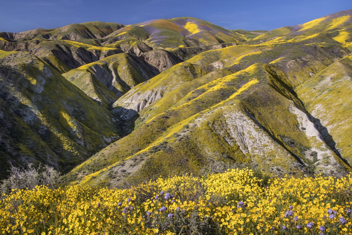 Interior's tweet photo. You're going to want to visit Carrizo Plain National Monument after seeing these wildflower pics! 🌻🌷🌼 #California #TracktheBloom https://t.co/yYZPAuUrRe