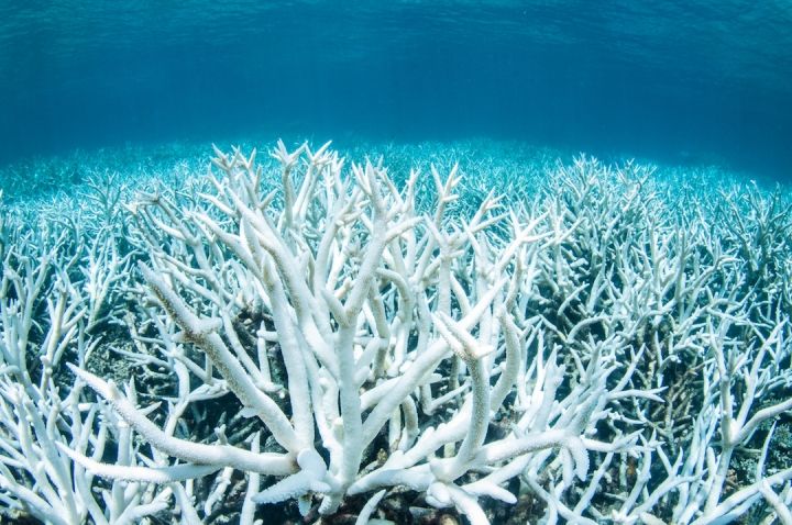 ClimateCentral's tweet photo. The Great Barrier Reef has never had back-to-back mass bleaching events until now https://t.co/g1dUdZr6SF https://t.co/sqzKlbsHyJ