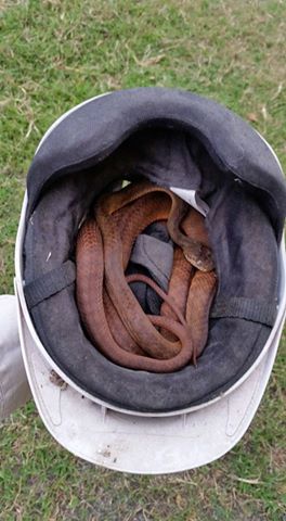 Dave Walton Cairnssnakes Twitter