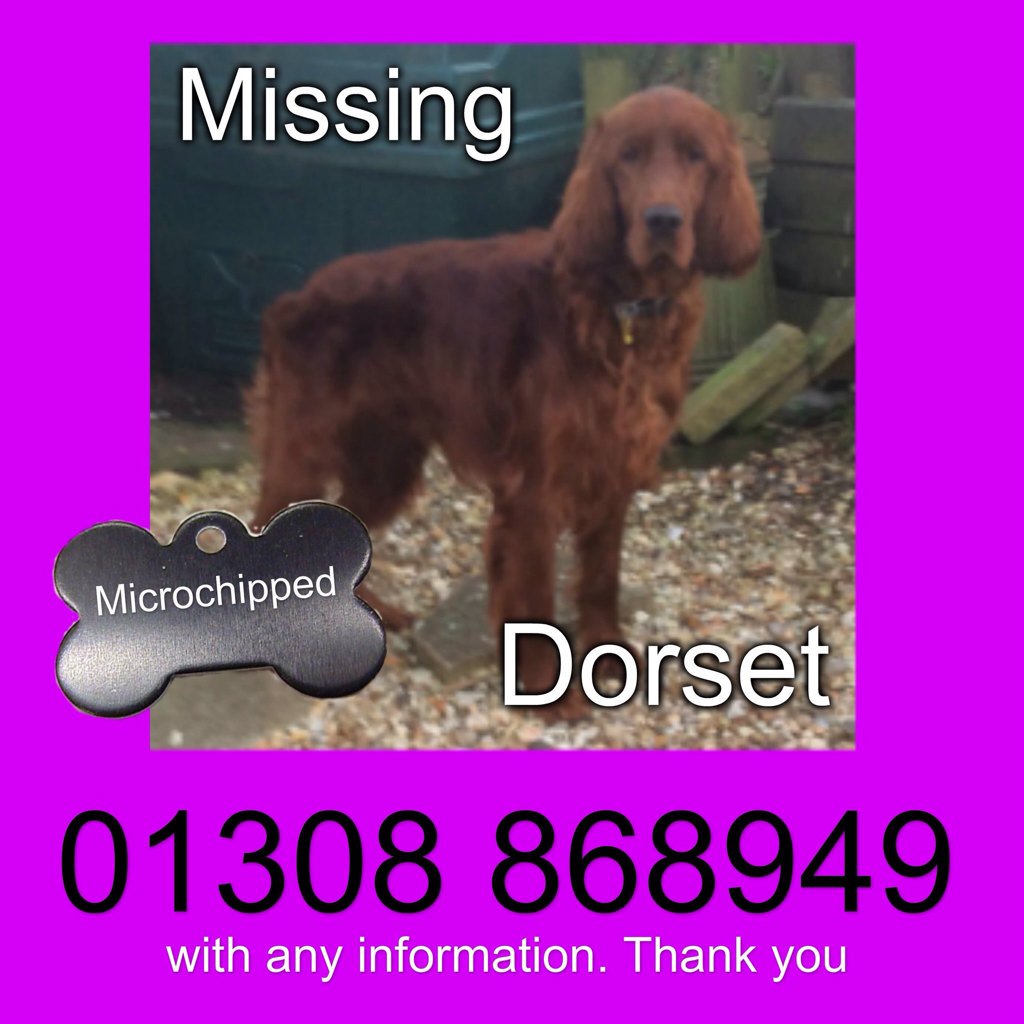 blacklab115's tweet photo. #findvictor #setter #dogsoftwitter pls rt https://t.co/Mw92m1plT6