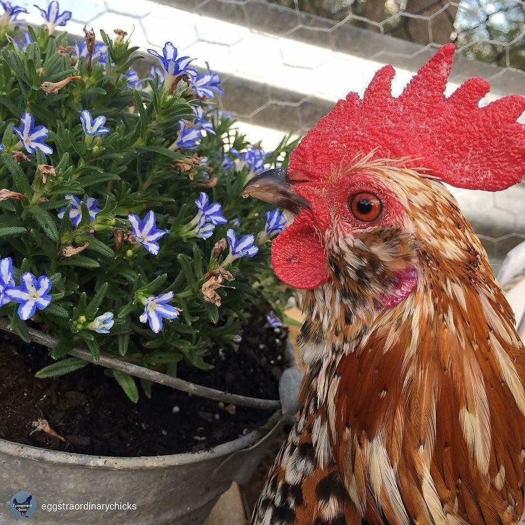 HealthyChickens's tweet photo. Beautiful colors! Thanks for the 📷 @eggstraordinarychicks.
#backyardpoultrymag #rooster #chickensofig #chickensof… https://t.co/AFihVa9yG5 https://t.co/W0CiCYJAUB