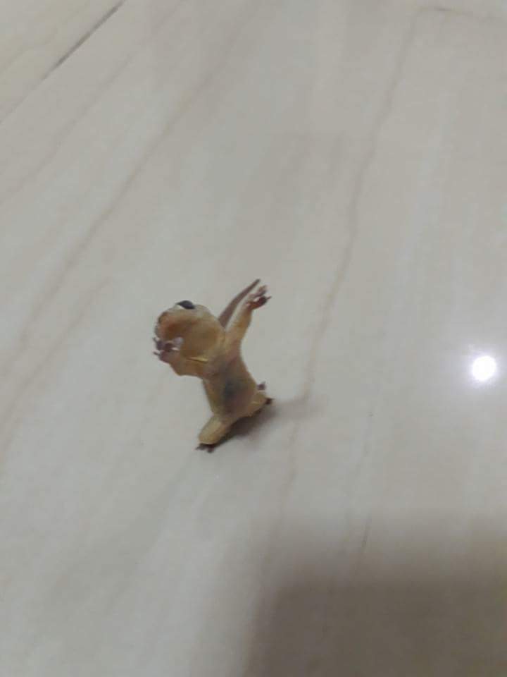 hareonnaa_'s tweet photo. @_knewitallalong อุ้มน่องหน้อย https://t.co/XRzq9pxyRt