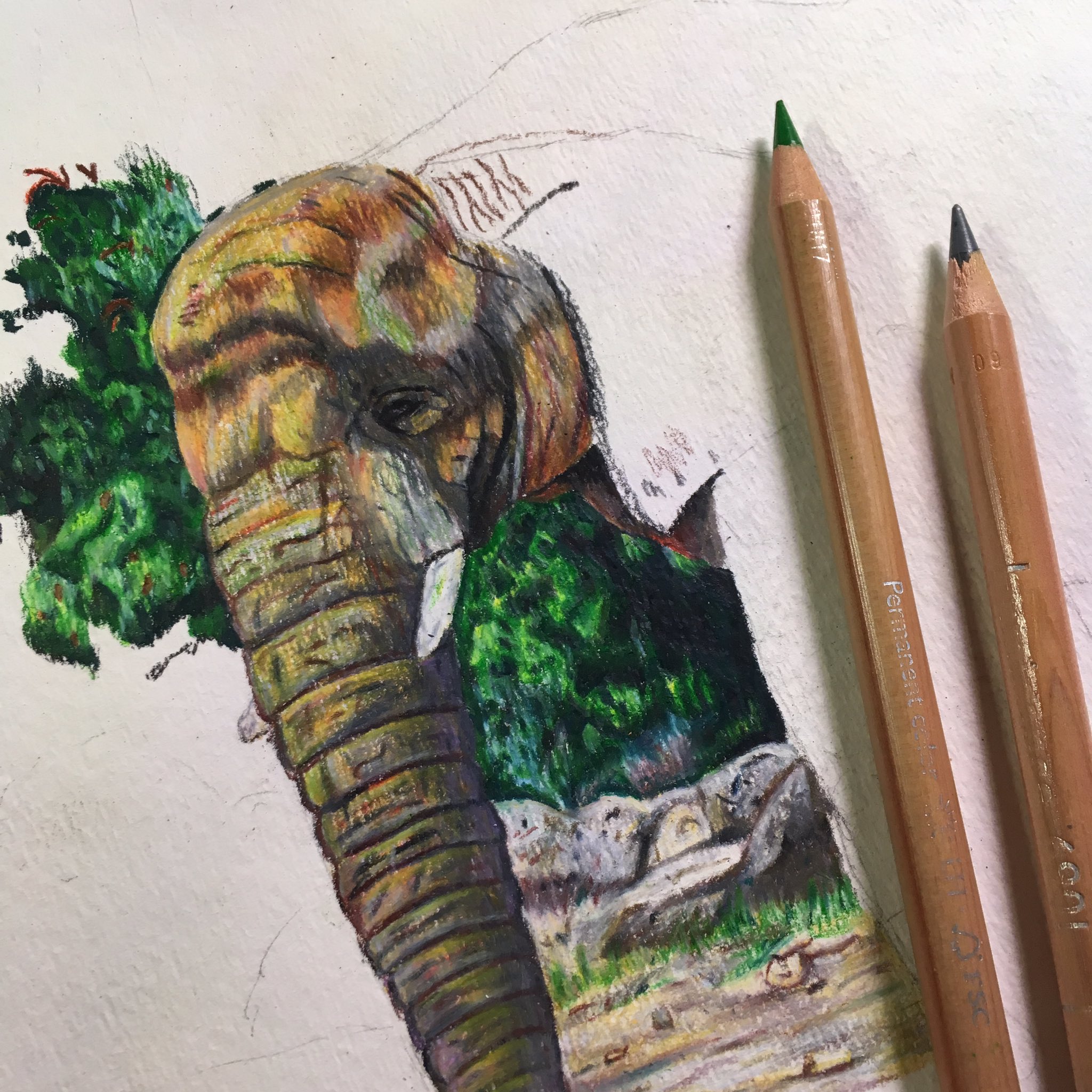 Elephant drawing sale colour