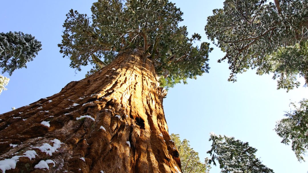 The Giant Sequoia is the largest tree in the world (by volume) #treemovement