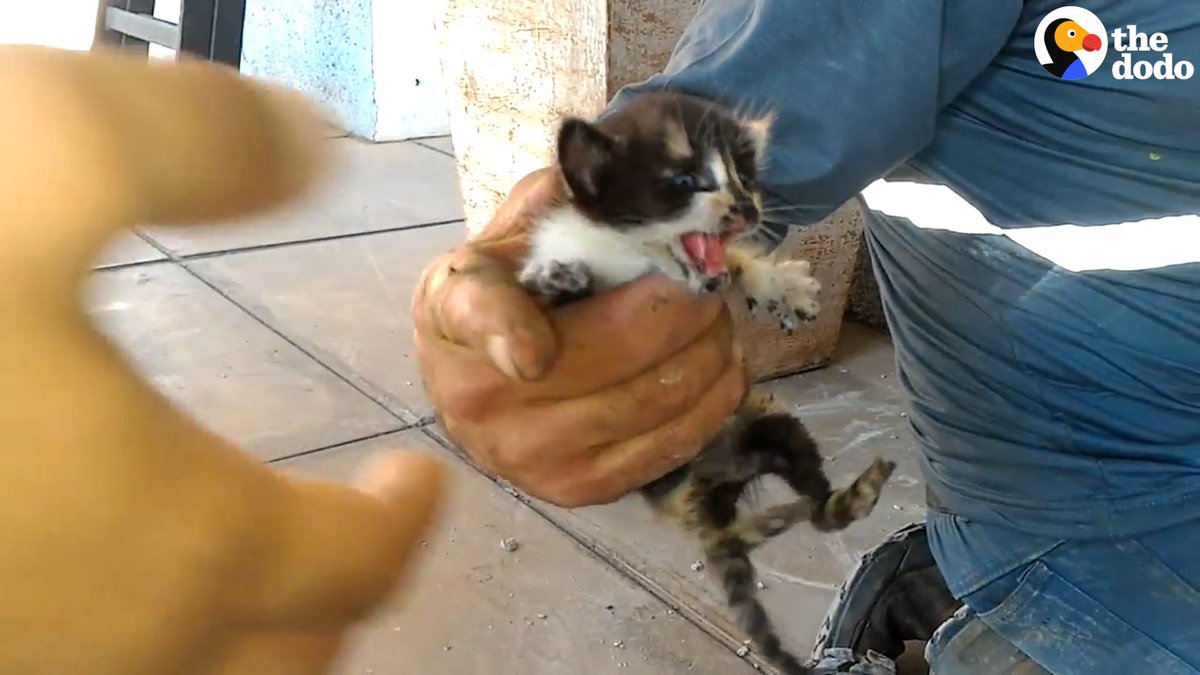Спасенный из пожара суровый кот. Спасенные коты видео. Спасение рыжей кошечки брошенной на трассе с 2 котятками. Спасенные коты видео. Алекс и его друзья спасают кота с корабля.