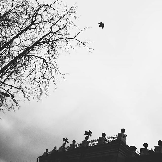 VBartul's tweet photo. Птички #daugavpils #ворон #утро #музей #bw #morning #raven #birds #vscocam https://t.co/SUWSDkVuTt https://t.co/2Nq95TjUhi