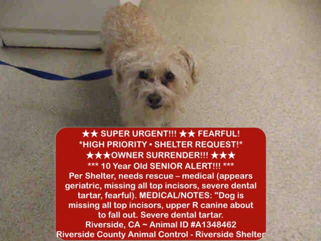 opca4rescue's tweet photo. Urgent #rescue needed 10 year #fearful senior #riversideshelter in CA #a1348462 #dentaltartar #riversidecountyanimalcontrol https://t.co/GfHv9DiGWv
