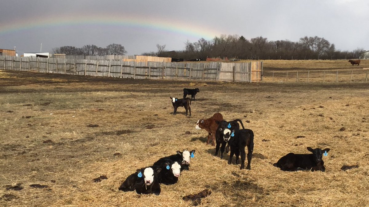 Chrisnoll_Sask's tweet image. April rain showers,  rainbow over the yard and baldy calves. Not much better! #calving17 #ranchlife @TheDailyCowman