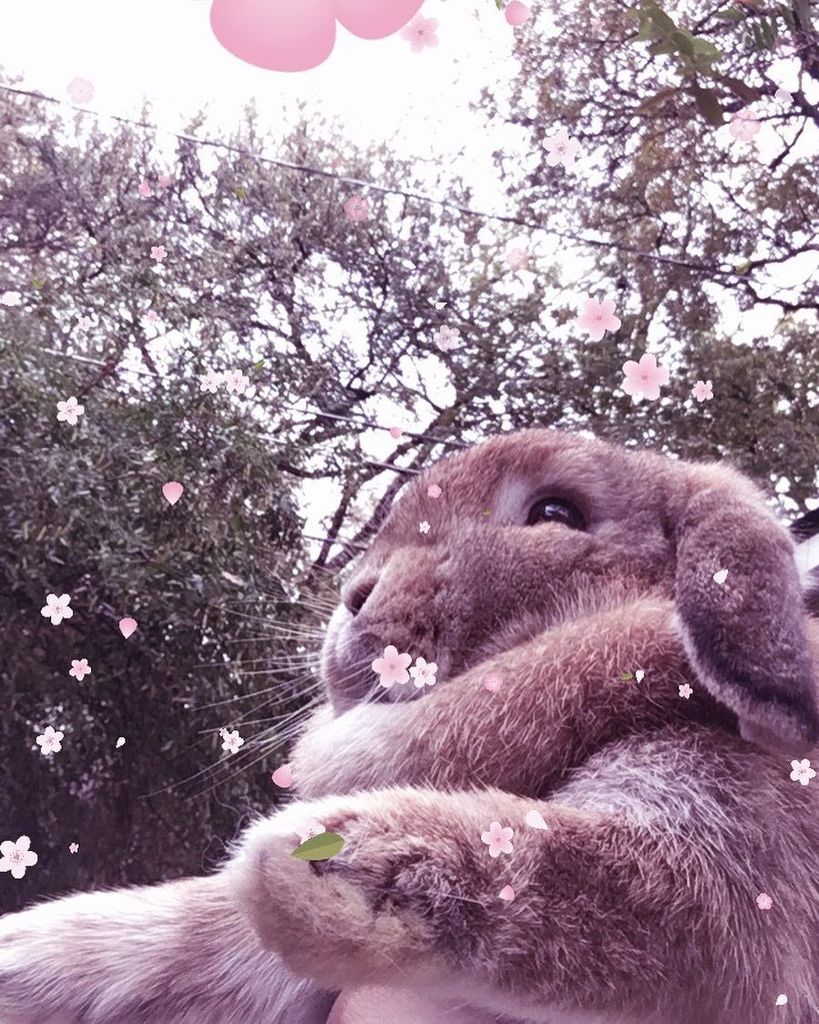 TinyTailstoYou's tweet image. Spring is in the hare! 🌸🌼🌷🌸🌼🌷.
.
.
.
#atx #austin #austintx #tinytails #austintexas #tinytailstoyou #austinlocal #… ift.tt/2ny06ik