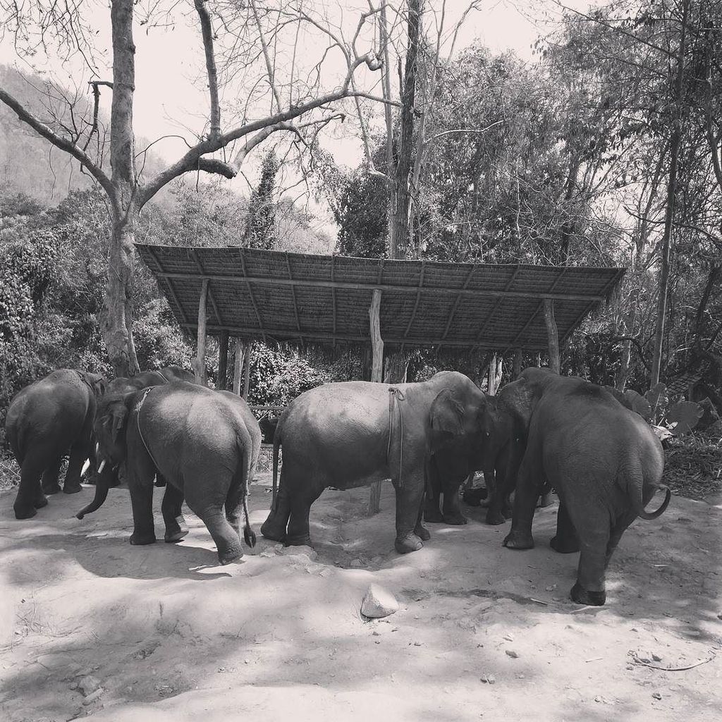 Elephants are love. #elephantschiangmai #elephante  #chiangmailife #nomadlife #adventure #lifestyle #livelifetothe… ift.tt/2nVuh6r