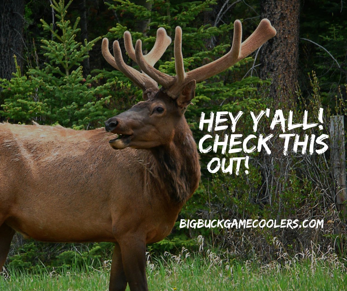 BigBuckCoolers's tweet photo. Are you ready for the hunting season? https://t.co/RSRS9aCoEC #hunters #gameprocessors #whitetail #gameon https://t.co/F16MUL6doD