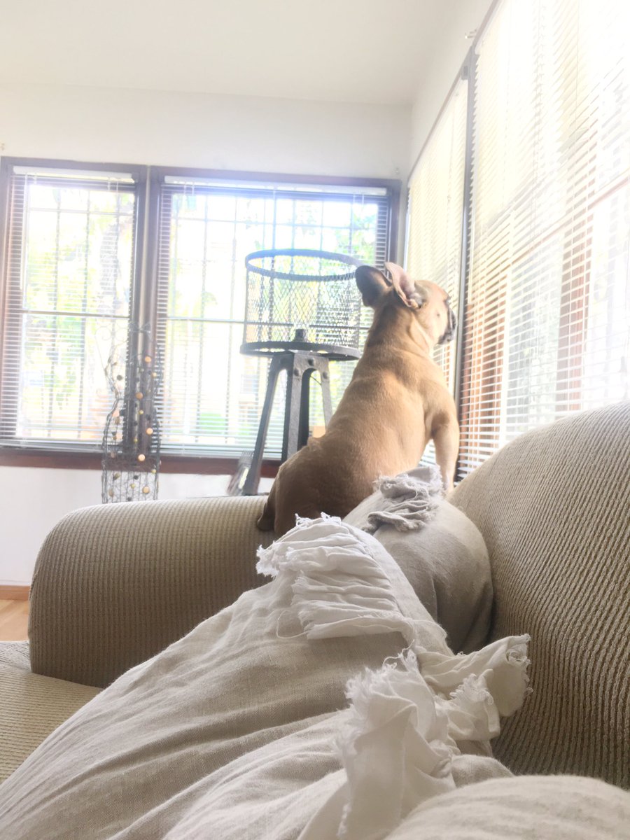 DanielleTowne's tweet photo. No need to worry, Franklin's on watch! #bulldog #frenchie #bff #dog https://t.co/WK1V6tqph2