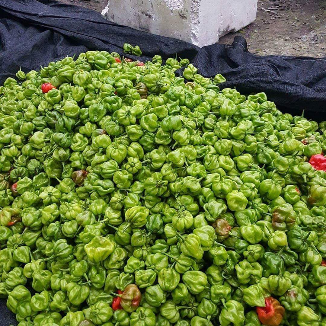 CAMMaldives1's tweet photo. Organic  ufadafa vaa  dhivehi mirus https://t.co/mMlbc62VO6