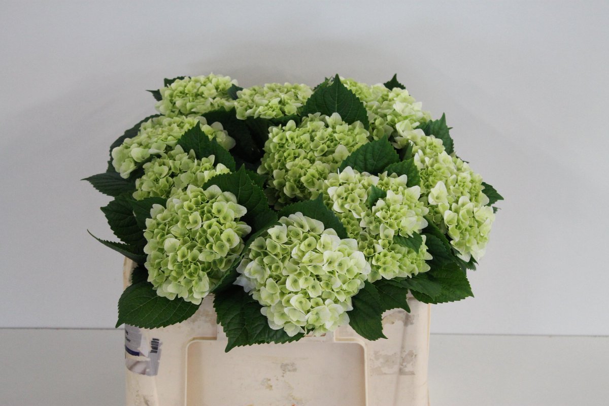 AmortensiaCV's tweet photo. De mooiste kleur van de Magical Pearl is bereikt; fris witgroen. Wat om eens bij jou neer te zetten @Marco_Klok17 ? https://t.co/7OBBEwSwSX
