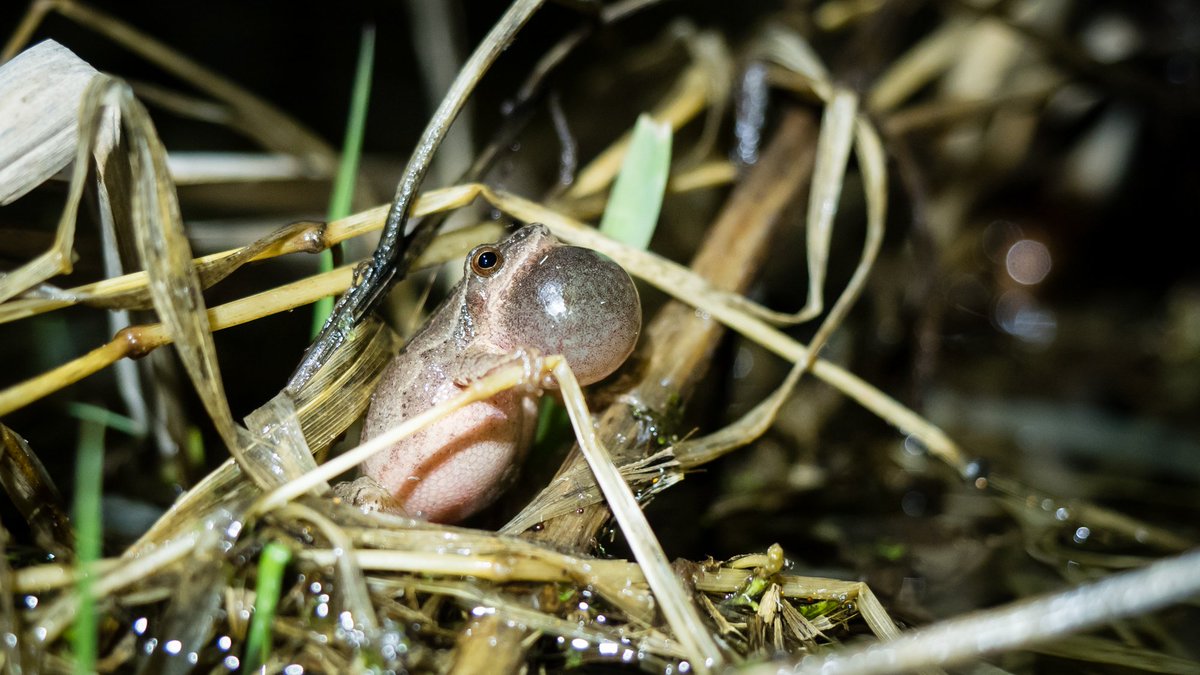 TobyJThorne's tweet image. Evening spent peeping at #SpringPeepers with @JennaCSiu #frogs #spring