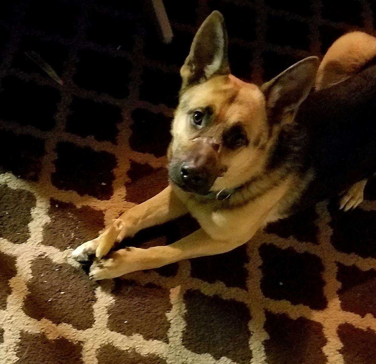 TheLuckyPupp's tweet photo. #bonesrule 🐾🐾 https://t.co/TluxV4BbRE