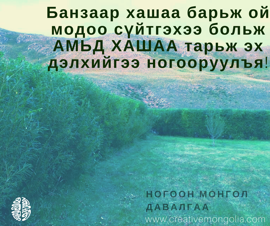 Банзаар хашаа барьж ой модоо сүйтгэхээ больж 
АМЬД ХАШАА тарьж эх дэлхийгээ ногооруулъя!
#НогоонМонгол #УхаалагМонгол