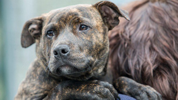 NZStuff's tweet photo. New rescue dog initiative aims to have empty nesters replace their kids https://t.co/oBON4mz4nV https://t.co/ZKpkE8as5X