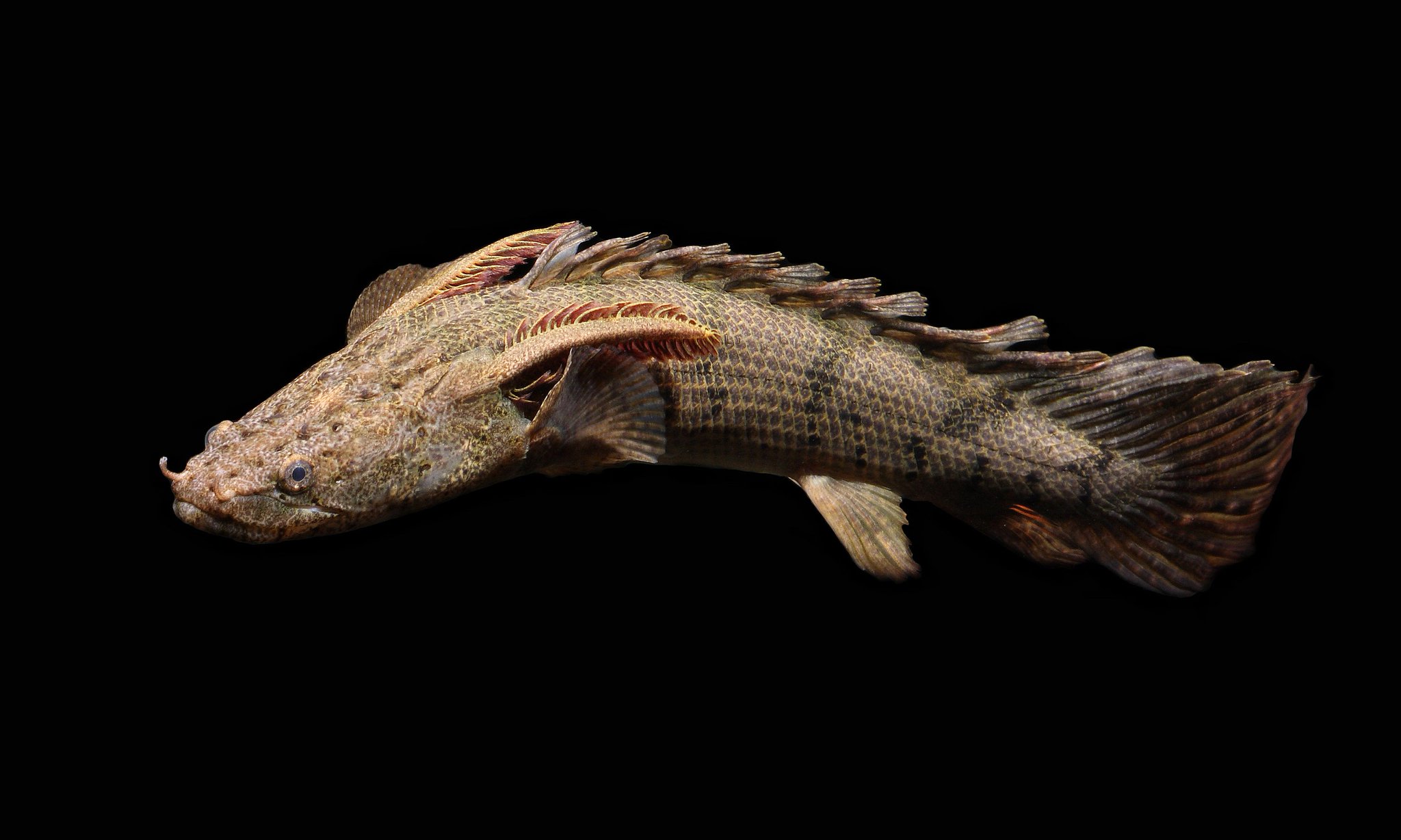 🍂M͎i͎K͎e͎ ͎C͎o͎r͎r͎i͎e͎r͎o͎🍂 on Twitter: "Dragon fish