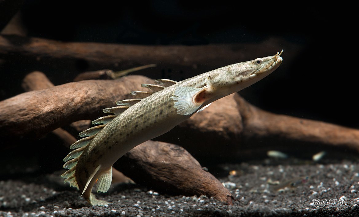 🍂M͎i͎K͎e͎ ͎C͎o͎r͎r͎i͎e͎r͎o͎🍂 on Twitter: "Dragon fish
