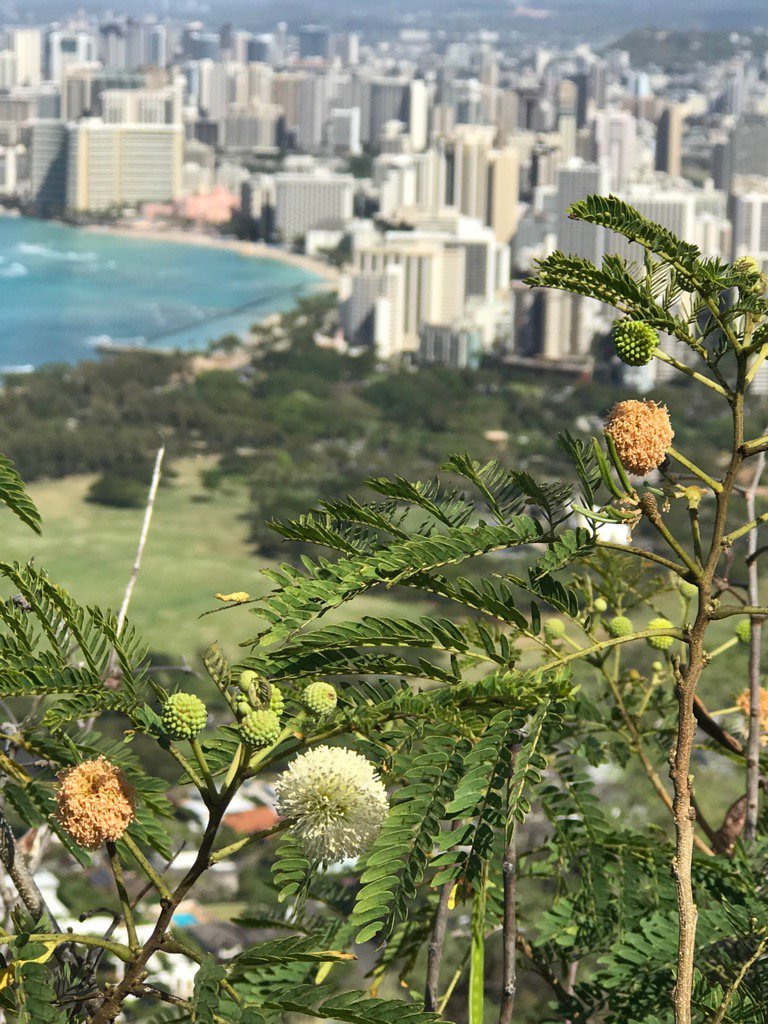 adamarkon's tweet photo. #diamondhead #Hawaii https://t.co/95IiYa1dFy
