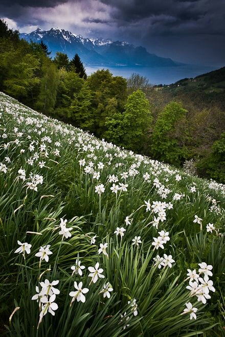 MarionSpekker's tweet photo. Good morning :-)) 
Twitterwold 💚💚 https://t.co/k2peY2csRr