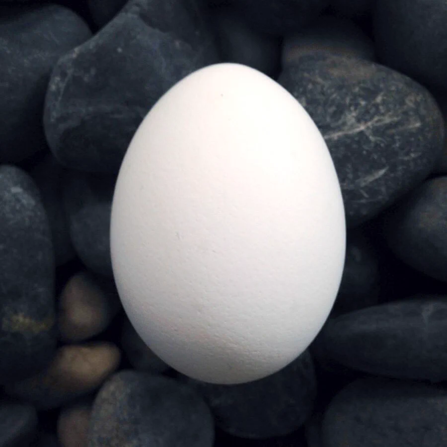 Twitterの卵アイコン廃止に伴いリアル卵アイコンを作る奴現るｗｗｗ