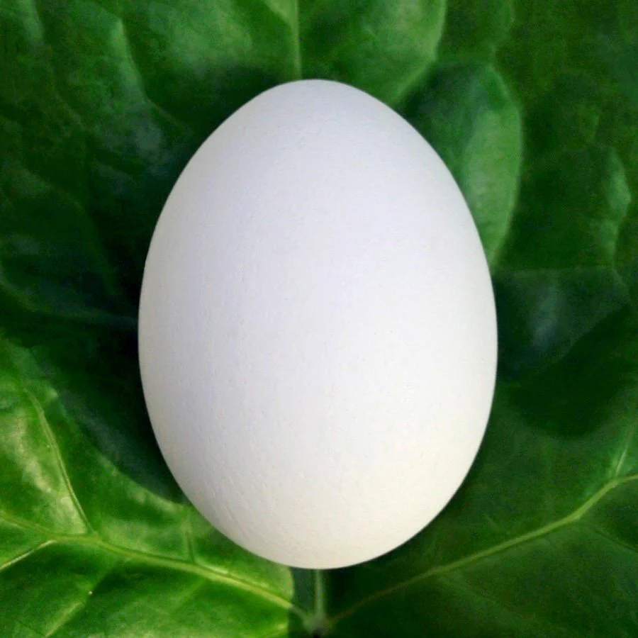 Twitterの卵アイコン廃止に伴いリアル卵アイコンを作る奴現るｗｗｗ