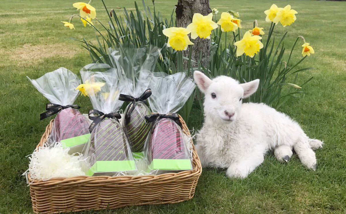 Rarebits's tweet image. Join our Rarebits EPIC Easter Egg Hunt across Wales on Saturday! Check out the PRIZES: ow.ly/iJbr30axNSs #EpicEaster #FindYourEpic