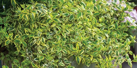 Enhance your garden's appeal with #variegatedfoliage. Lively color and texture will provide a fresh face. ow.ly/Yvzx30avZdt