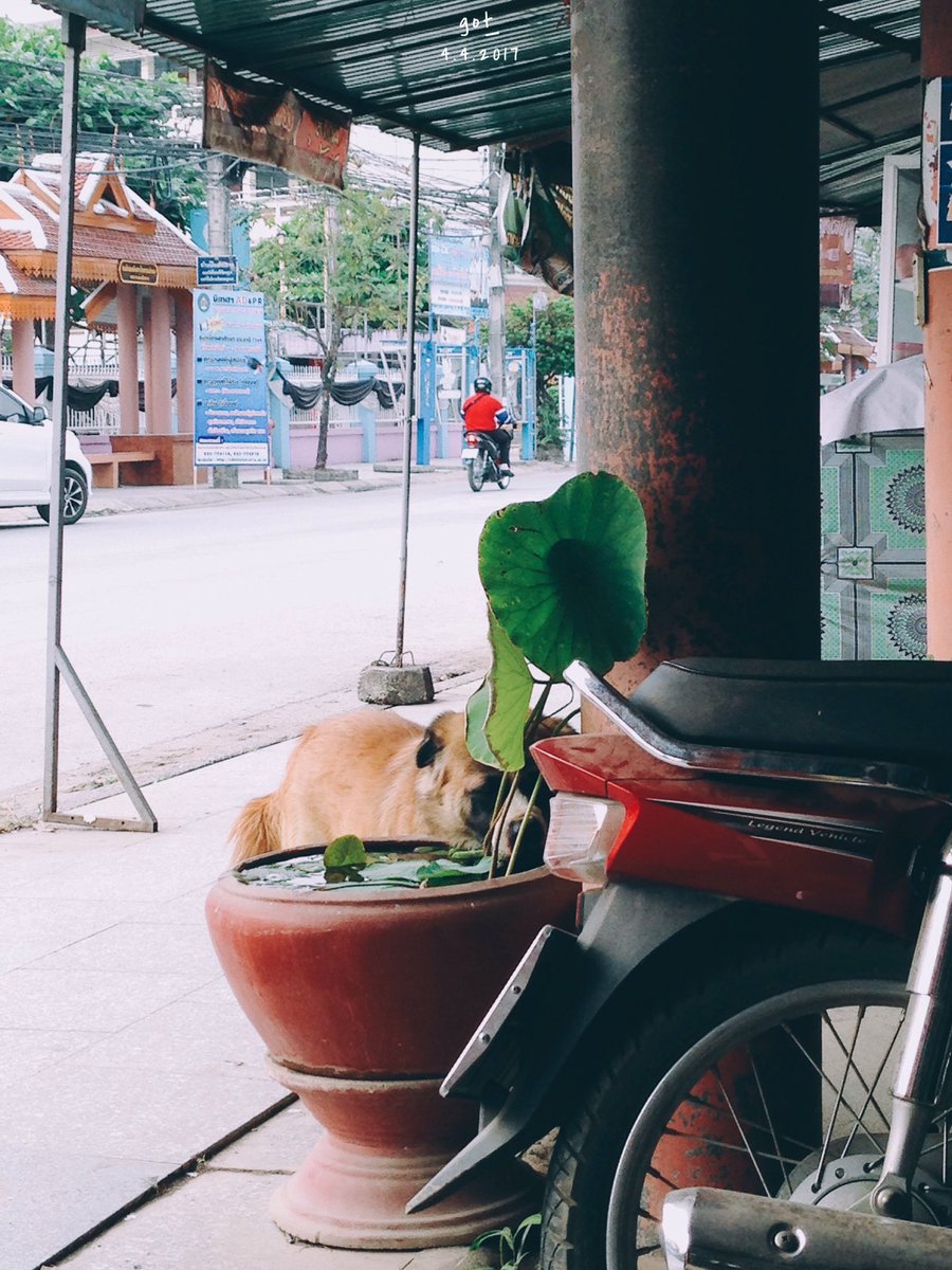 got_____'s tweet photo. เมื่อกี้ไปถ่ายเอกสารแล้วเจอเจ้าอ้วนแอบกินน้ำ สักพักก็ค่อยๆยกเท้าขึ้นไปแช่น้ำ จนน้ำล้น ทำหน้าตาแบบ เค้าป่าวนะ ร้อนอะไรเบอร์นั้นเจ้าอ้วน 55555 https://t.co/Cx5mHAojiv