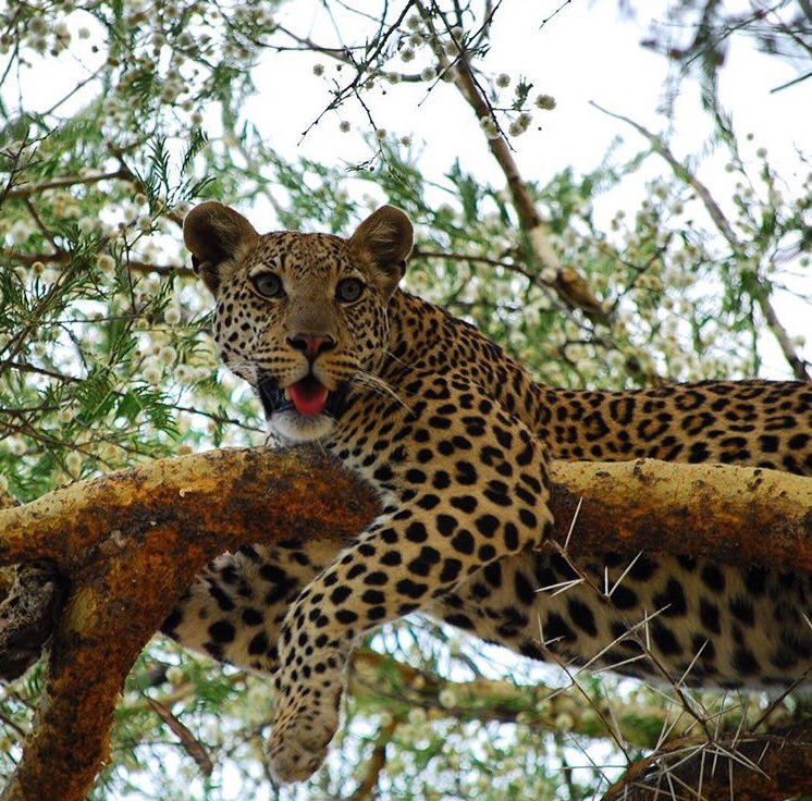 unEarthex's tweet photo. Spotted! Enjoying the vantage point #leopard #unearthexperience #londolozi #luxury #safari #bucketlist  #traveltuesday 📸: @roryjloader https://t.co/C51qTUJuXB
