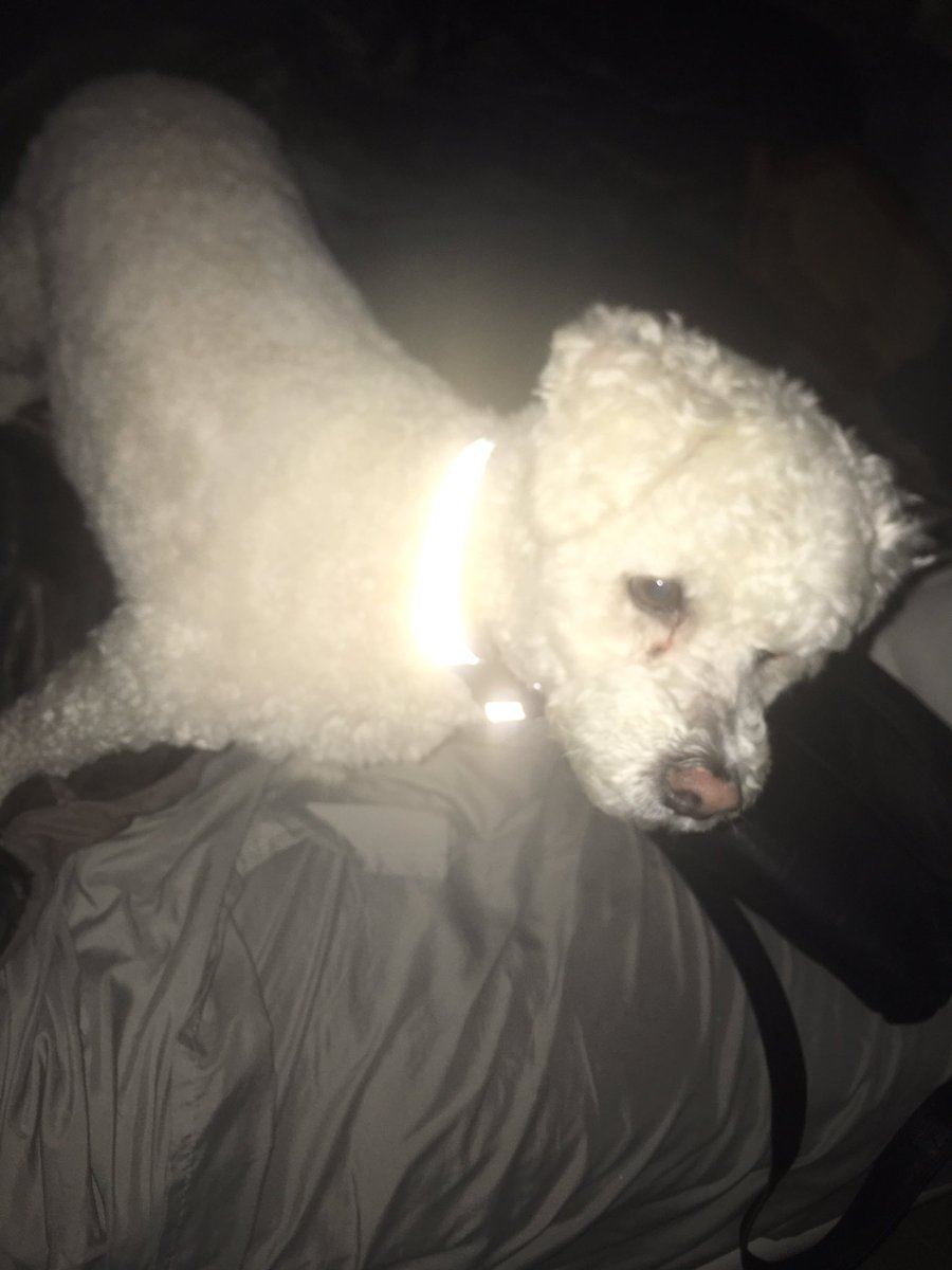 PetReflex tweet picture
