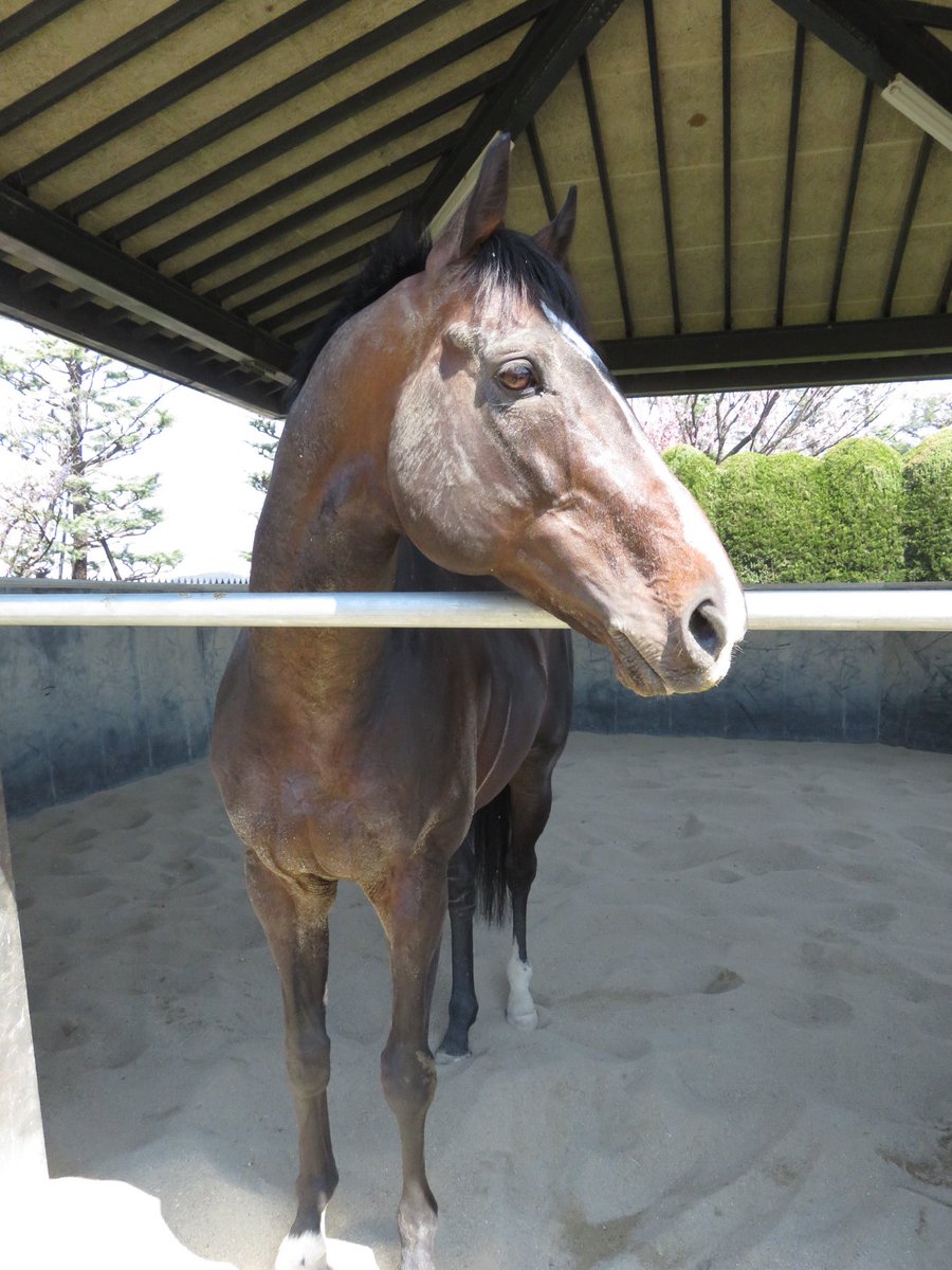 日刊ゲンダイ 競馬 A Twitter 妙にやり切った表情 砂浴び後のトキノゲンジです 同馬は プリサイスエンド産駒の現役馬としては最高齢の９歳 続く現役は６歳なので 息の長い活躍をしているといえます 砂浴びは皮膚につく 寄生虫を落とすための行動で