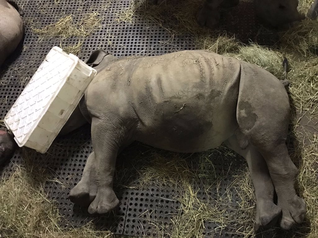 RhinoCalf's tweet photo. Rhino calf Isimiso eating  'under cover' https://t.co/cjqdSnLwZT