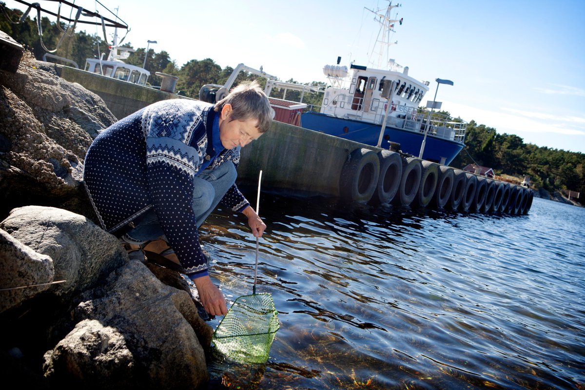 Naturvetenskap's tweet photo. Hör forskaren Kerstin Johannesson i radions  #Vetandets värld om hur klimatet sätter #evolutionen på prov.#marine https://t.co/3oO1aLLIFN https://t.co/fGa6JGrm2u