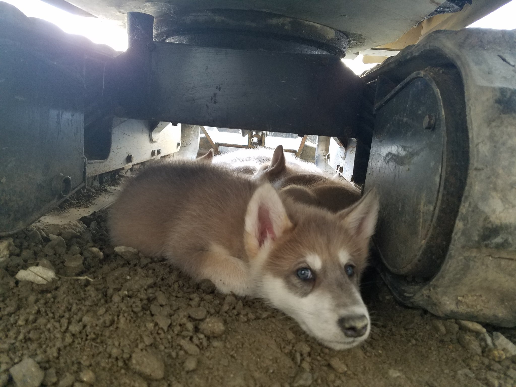 Wild Bullet V Twitter 仔犬の頃は綺麗なブルーグレー この色が薄ければ薄いほど 将来ゴールドアイに変化する 狼犬 ウルフドッグ オオカミ Wolfdog Hybridwolf Wild Bullet V Twitter 仔犬の頃は綺麗なブルーグレー この色が薄ければ薄いほど 将来ゴールドアイに変化する 狼犬 ウルフドッグ オオカミ Wolfdog Hybridwolf