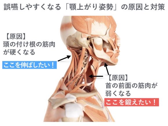 うみ בטוויטר 横顔 を美しく見せる 顎下の三角ライン は痩せてても変わりにくい部分だと思っていたけど調べたら筋肉が結構細かく分かれて付いているみたいなので 首回しで周辺の筋肉をほぐし コツコツ鍛えて リンパを必ず流す で変わるかも