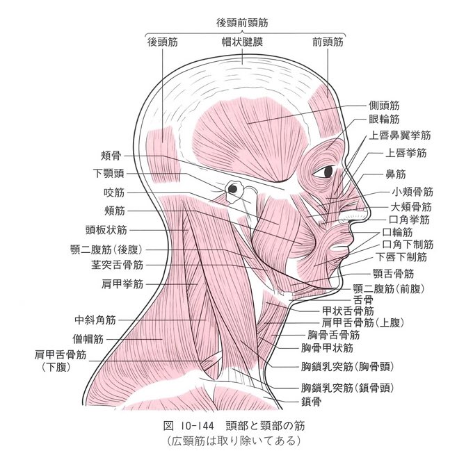 うみ בטוויטר 横顔 を美しく見せる 顎下の三角ライン は痩せてても変わりにくい部分だと思っていたけど調べたら筋肉が結構細かく分かれて付いているみたいなので 首回しで周辺の筋肉をほぐし コツコツ鍛えて リンパを必ず流す で変わるかも