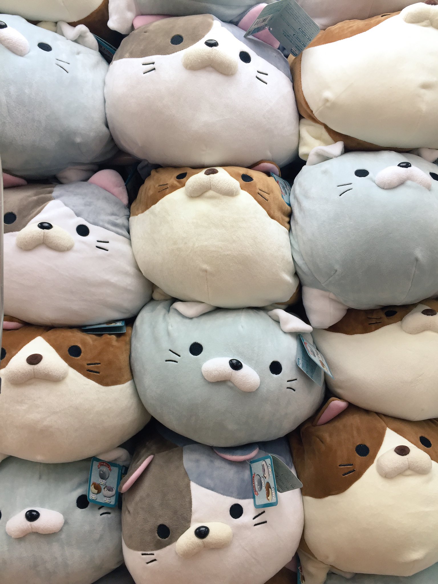 タイトーステーション所沢店 Ar Twitter プライズ 第4回ごろねこサミット 登場いたしました もちもちの手触りがやみつきになるぬいぐるみですฅ W ฅオススメは青みがかったグレーのウィルソンです ごろねこサミット タイトー所沢 T Co Qzdk11e6fe タイトーステーション所沢店 Ar Twitter プライズ 第4回ごろねこサミット 登場いたしました もちもちの手触りがやみつきになるぬいぐるみですฅ W ฅオススメは青みがかったグレーのウィルソンです ごろねこサミット タイトー所沢 T Co Qzdk11e6fe