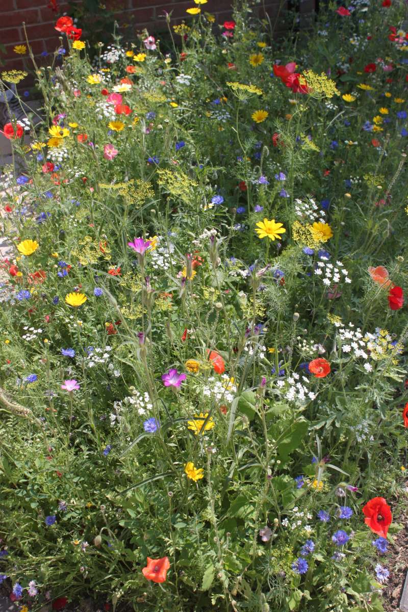 MeadowInGarden's tweet image. Please do a little something for our insect pollinators #TuesdayMotivation ln.is/co.uk/v0DiT