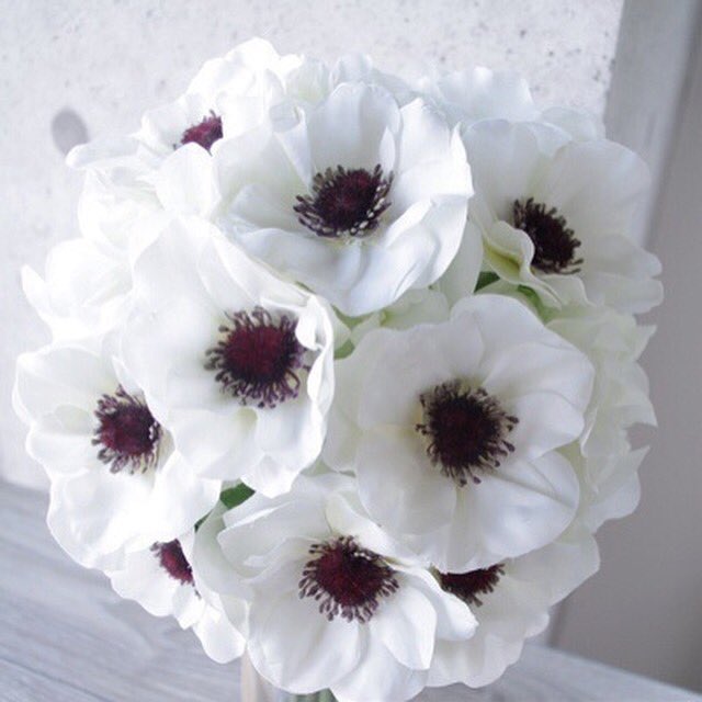 Twitter 上的 Michi 真実 期待 希望 白いアネモネ 花言葉 T Co Bfojq9ooib Twitter