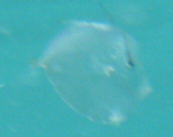 FishIdentities tweet picture