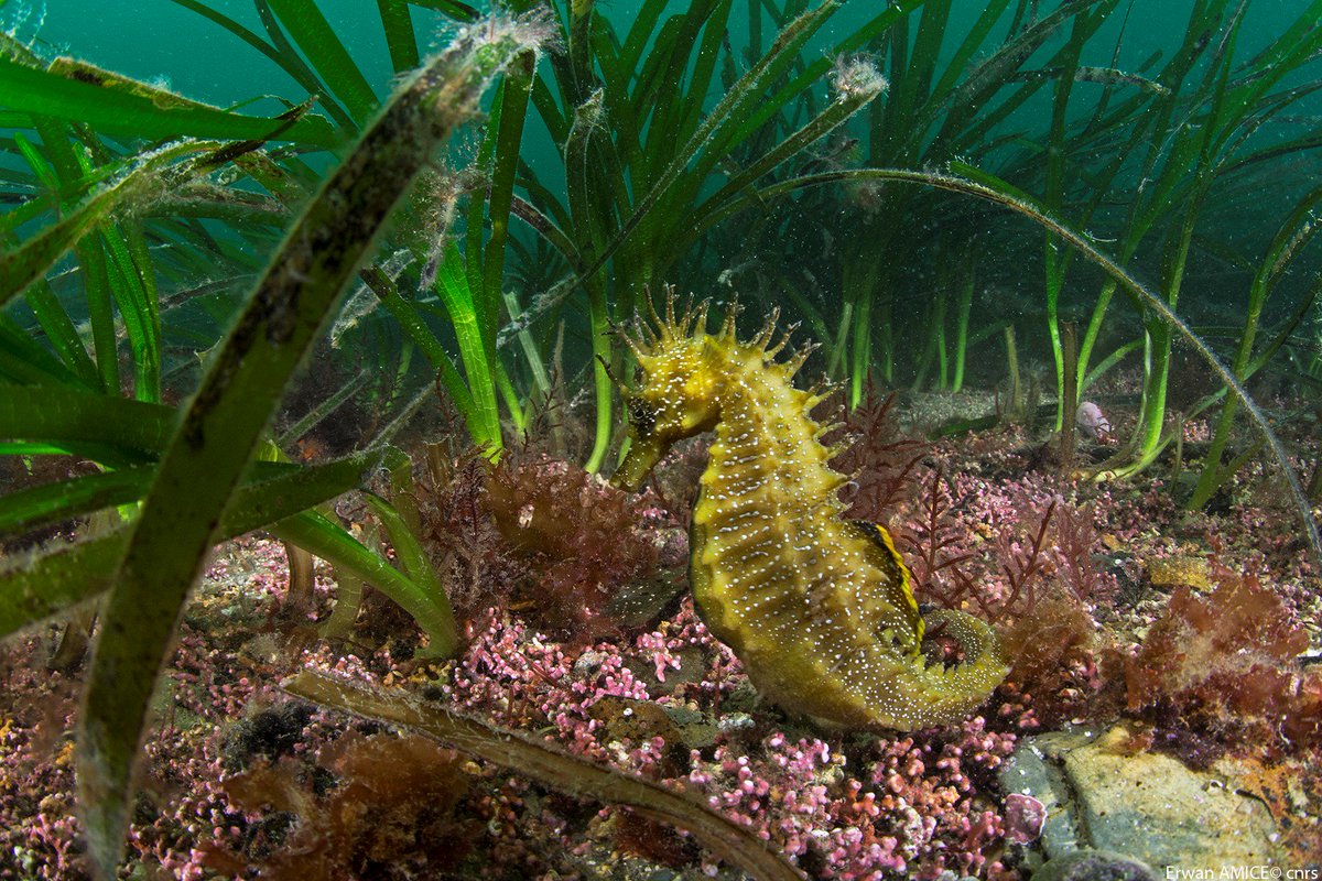 Oceanopolis_'s tweet photo. Ce soir à Océanopolis: Habitats #benthiques des côtes #bretonnes sous surveillance #Conférence par S.Derrien-Courtel
https://t.co/fJnV3Xrm4b https://t.co/ulaCsew3xB