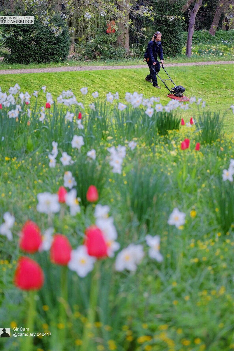 camdiary's tweet photo. Cambridge, 4 Apr 2017.  Thanks to the college gardeners in making the city so beautiful. https://t.co/RgUft6ce3Q
