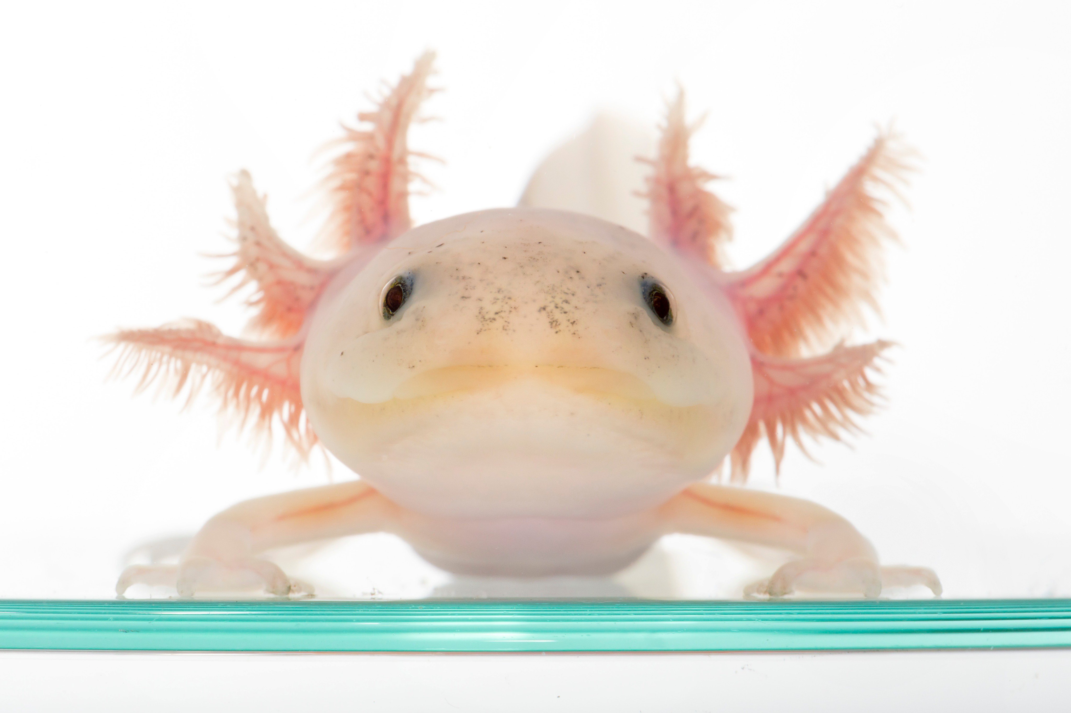 大阪 海遊館 Twitter पर 答えは ご存知 ウーパールーパー メキシコサラマンダー の赤ちゃんでした ２月に生まれた卵が先日無事孵化 まだ手足は生えおらず これからの成長が楽しみ 泳ぎはオタマジャクシ風 バックヤードで育て中 飼育員もびっくりの産卵の