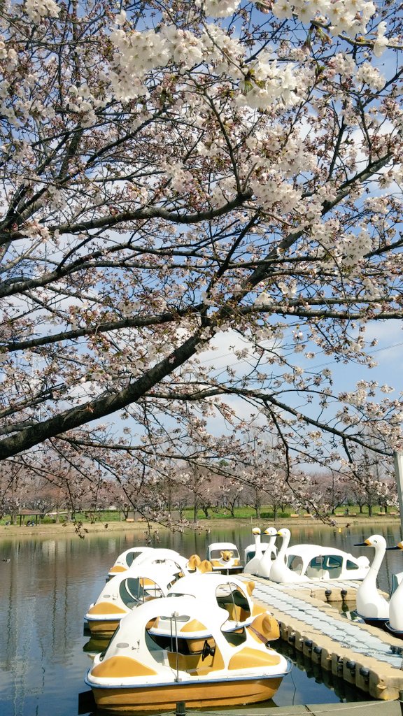 下絵中です。

そして最近気に入っている消しゴム?

そして公園の桜?
まだ満開ではないかなー? 