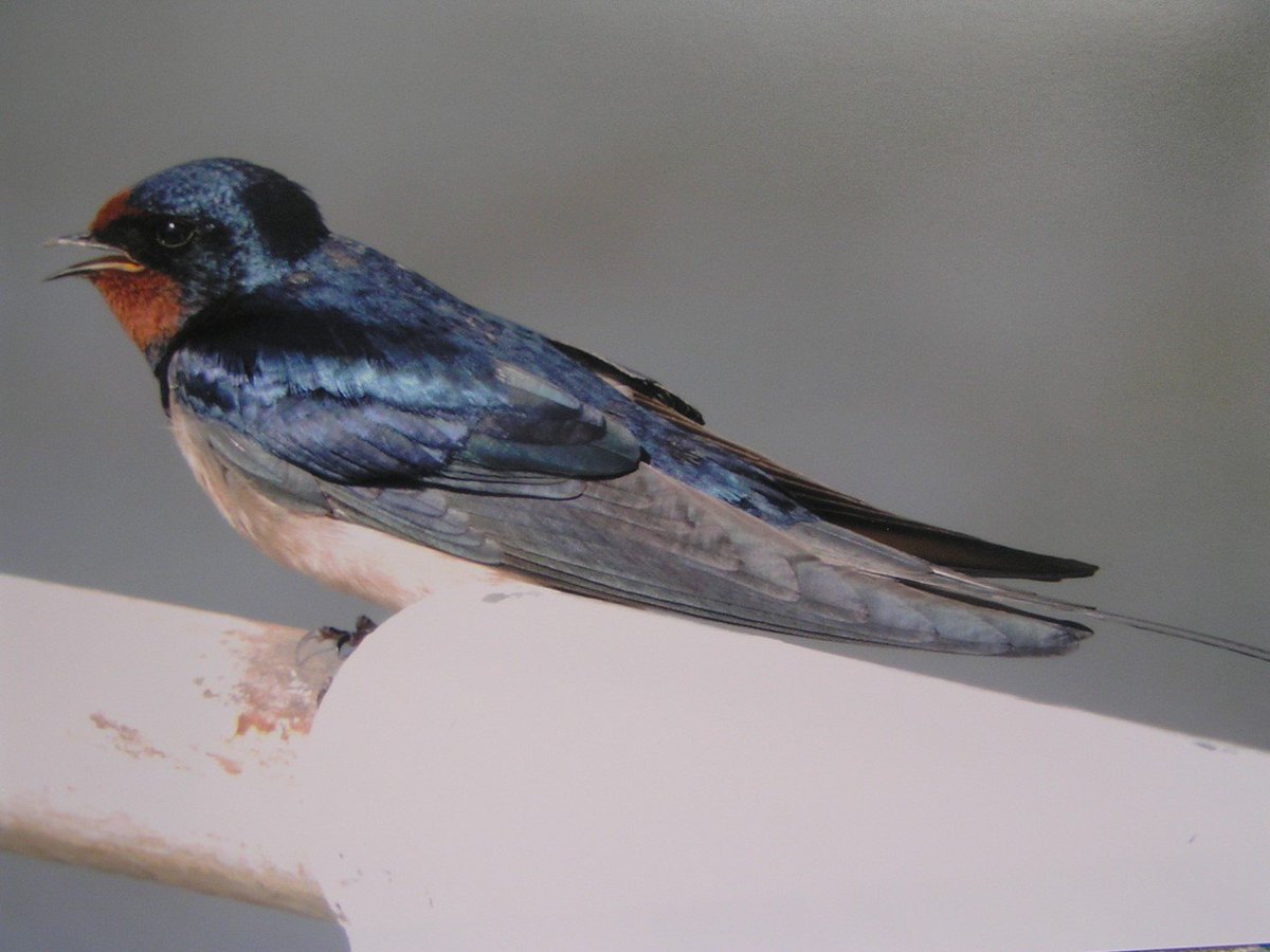 Here's this week's Nature Notes on Blue birds surreycomet.co.uk/naturenotes/15…