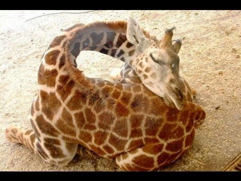 Nikki_Huber's tweet photo. WHY HASN'T ANYONE TOLD ME GIRAFFES SLEEP LIKE THIS https://t.co/lFoJp37CfN