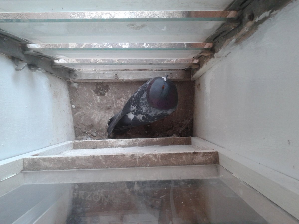 GiantDanDigital's tweet photo. tfw the first item on your to-do list is to free the pigeon that managed to get trapped inside your window... https://t.co/RQ9prbFlH5